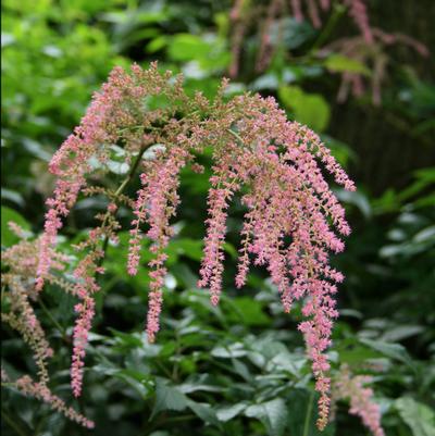 Astilbe thunbergii Ostrich Plume
