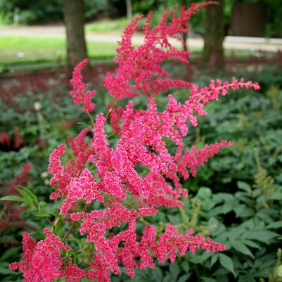 Astilbe japonica Red Sentinel