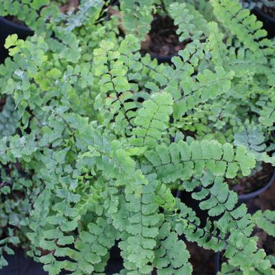 Adiantum pedatum 