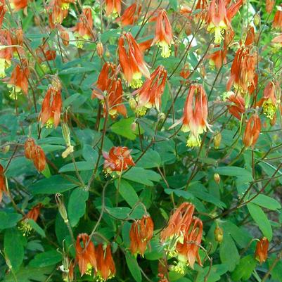 Aquilegia canadensis Little Lanterns