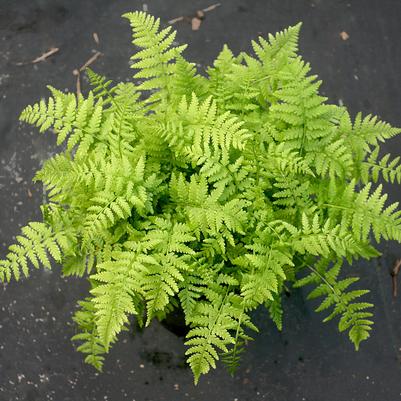 Athyrium filix-femina Minutissima