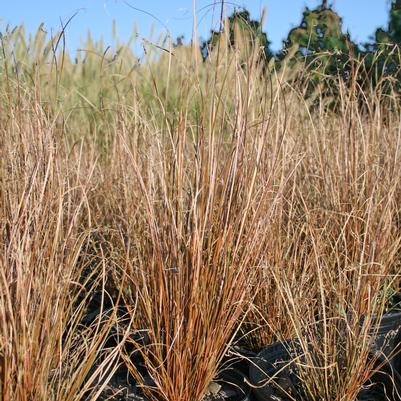 Carex buchananii Firefox