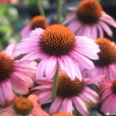 Echinacea Mama Mia