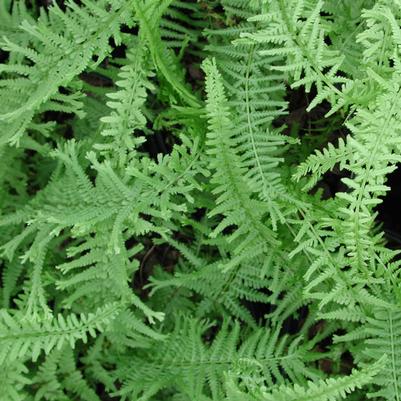 Athyrium filix-femina Victoriae