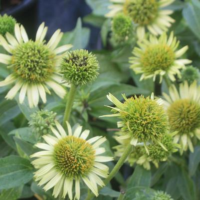 Echinacea purpurea Green Jewel