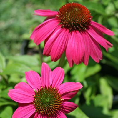 Echinacea purpurea PowWow Wild Berries