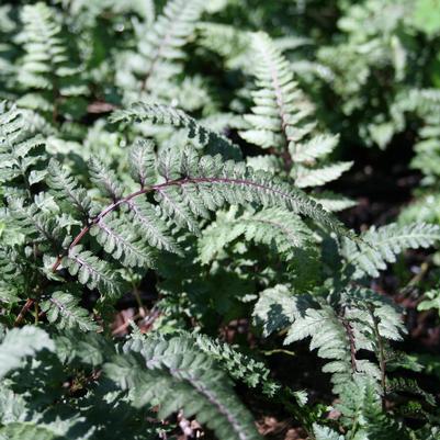 Athyrium niponicum pictum Regal Red