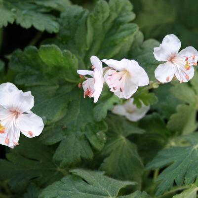 Geranium macrorrhizum Spessart