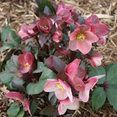 Helleborus Pink Frost