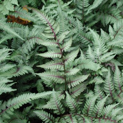 Athyrium niponicum Pictum