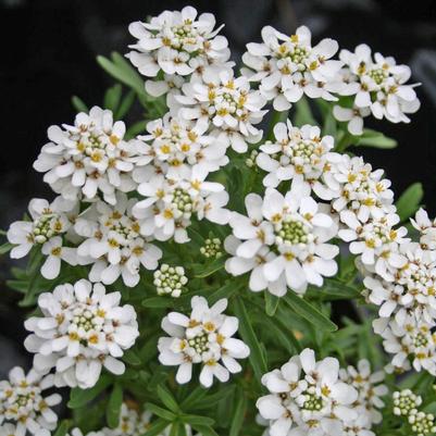 Iberis sempervirens Tahoe