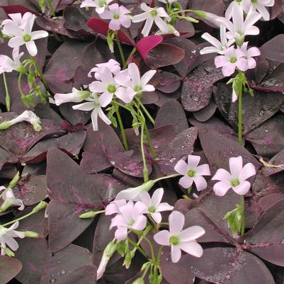 Oxalis regnellii Triangularis