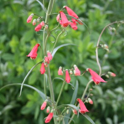 Penstemon barbatus coccineus Fireworks