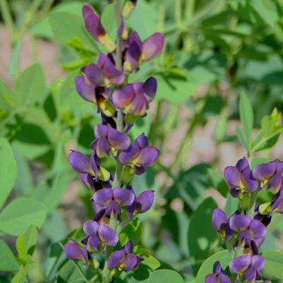 Baptisia Twilight Prairie Blues