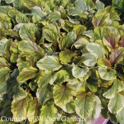 Ajuga reptans Golden Glow