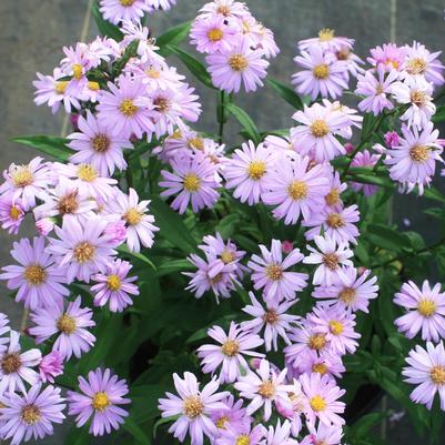 Aster (Symphyotrichum) novi-belgii Audrey