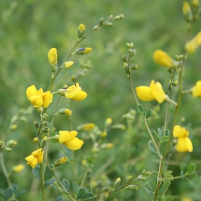 Baptisia tinctoria 