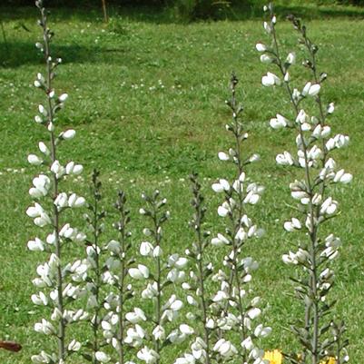 Baptisia alba 