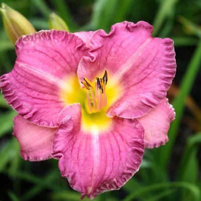 Hemerocallis Entrapment