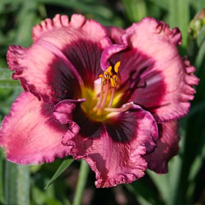 Hemerocallis Macbeth