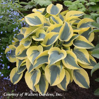 Hosta Autumn Frost