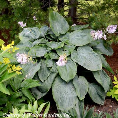 Hosta Empress Wu