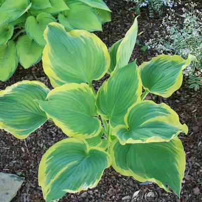 Hosta Seducer