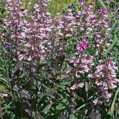 Penstemon digitalis Dark Towers