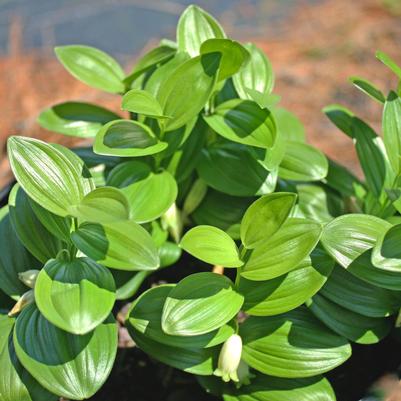 Polygonatum humile 