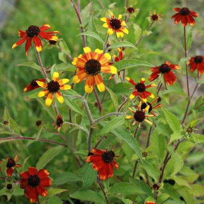 Rudbeckia triloba Prairie Glow