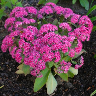 Sedum spectabile Class Act