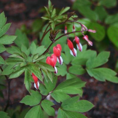 Dicentra spectabilis Valentine