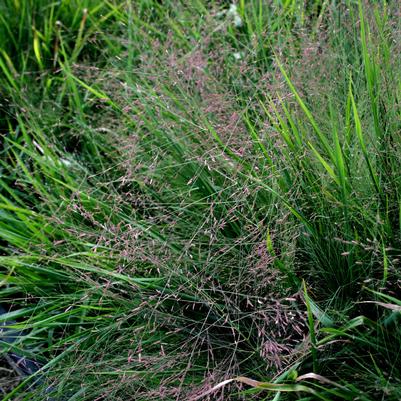 Eragrostis spectabilis 