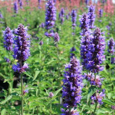 Agastache Blue Boa