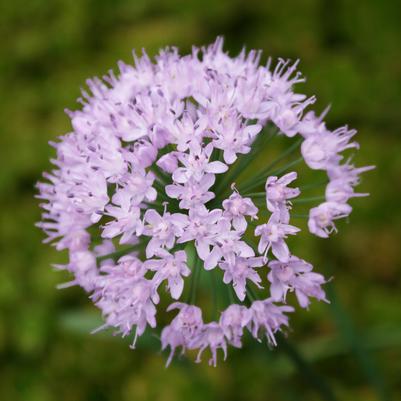 Allium senescens 