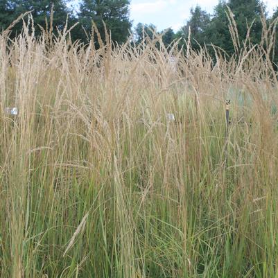 Calamagrostis brachytricha 