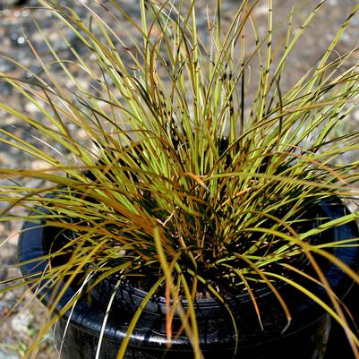 Carex testacea Prairie Fire