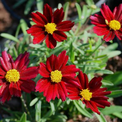 Coreopsis Mercury Rising