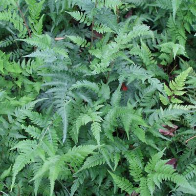 Dryopteris championii Champion's Wood