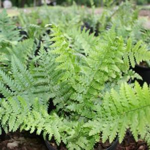 Dryopteris complexa Robusta