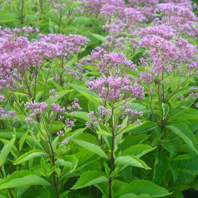 Eupatorium maculatum Phantom