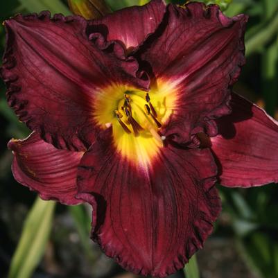 Hemerocallis Nosferatu