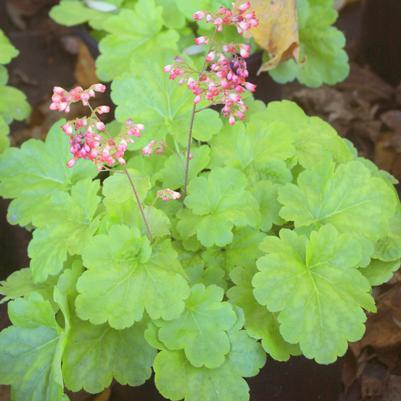 Heuchera Sweet Tart