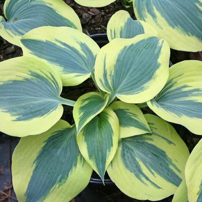 Hosta First Frost