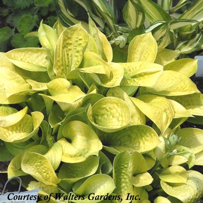 Hosta Maui Buttercups