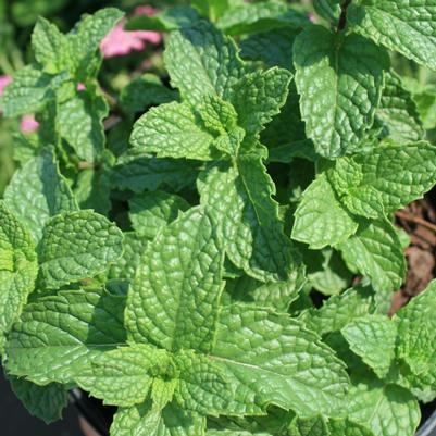 Mentha villosa Mojito