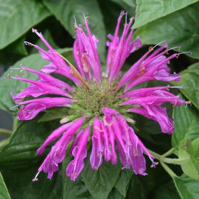 Monarda didyma Purple Rooster