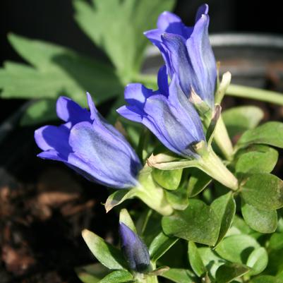 Gentiana True Blue