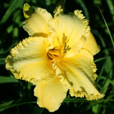 Hemerocallis Erin Lea