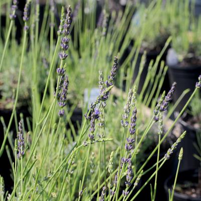 Lavandula intermedia Phenomenal